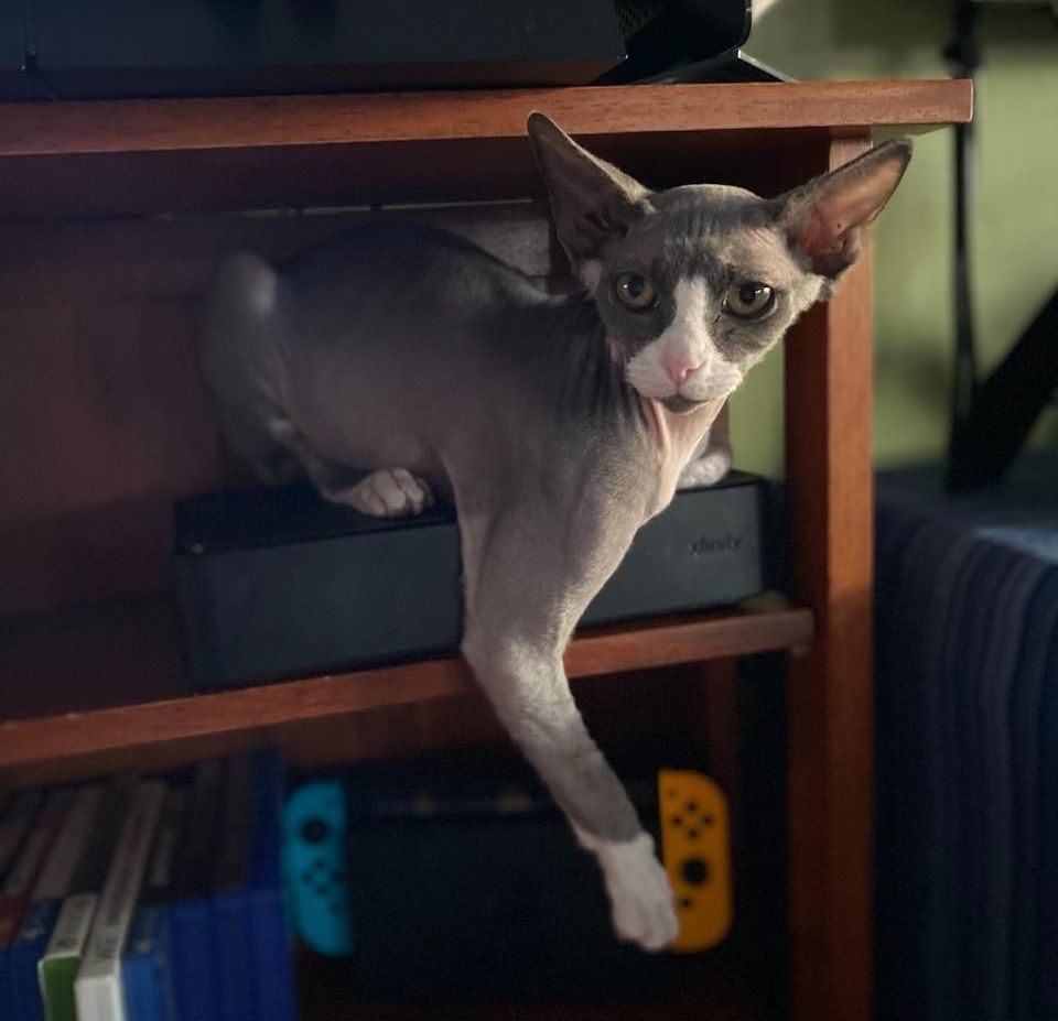 Bi-color Sphynx sitting on arm of couch