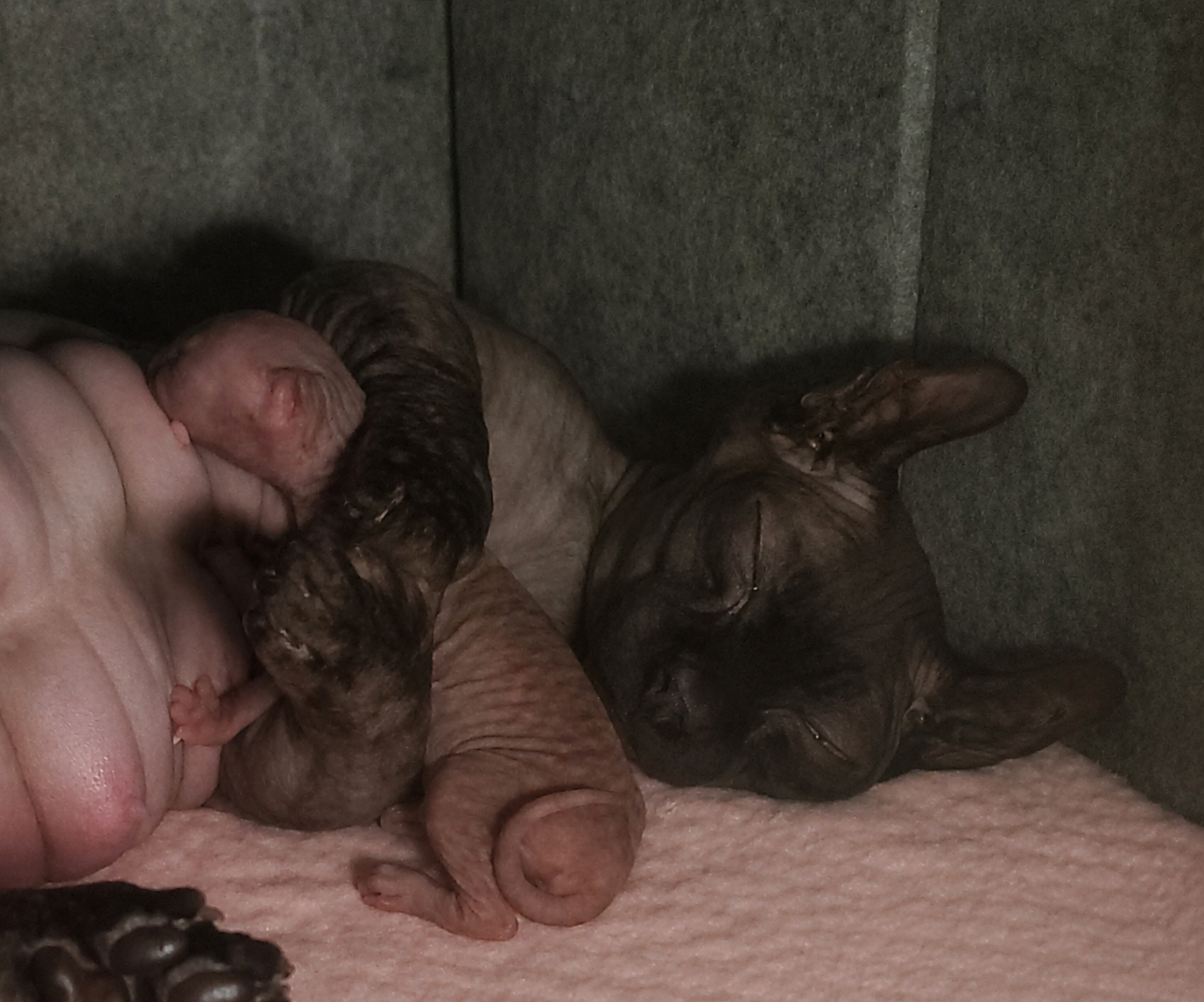 Mavis Sphynx female with her single baby