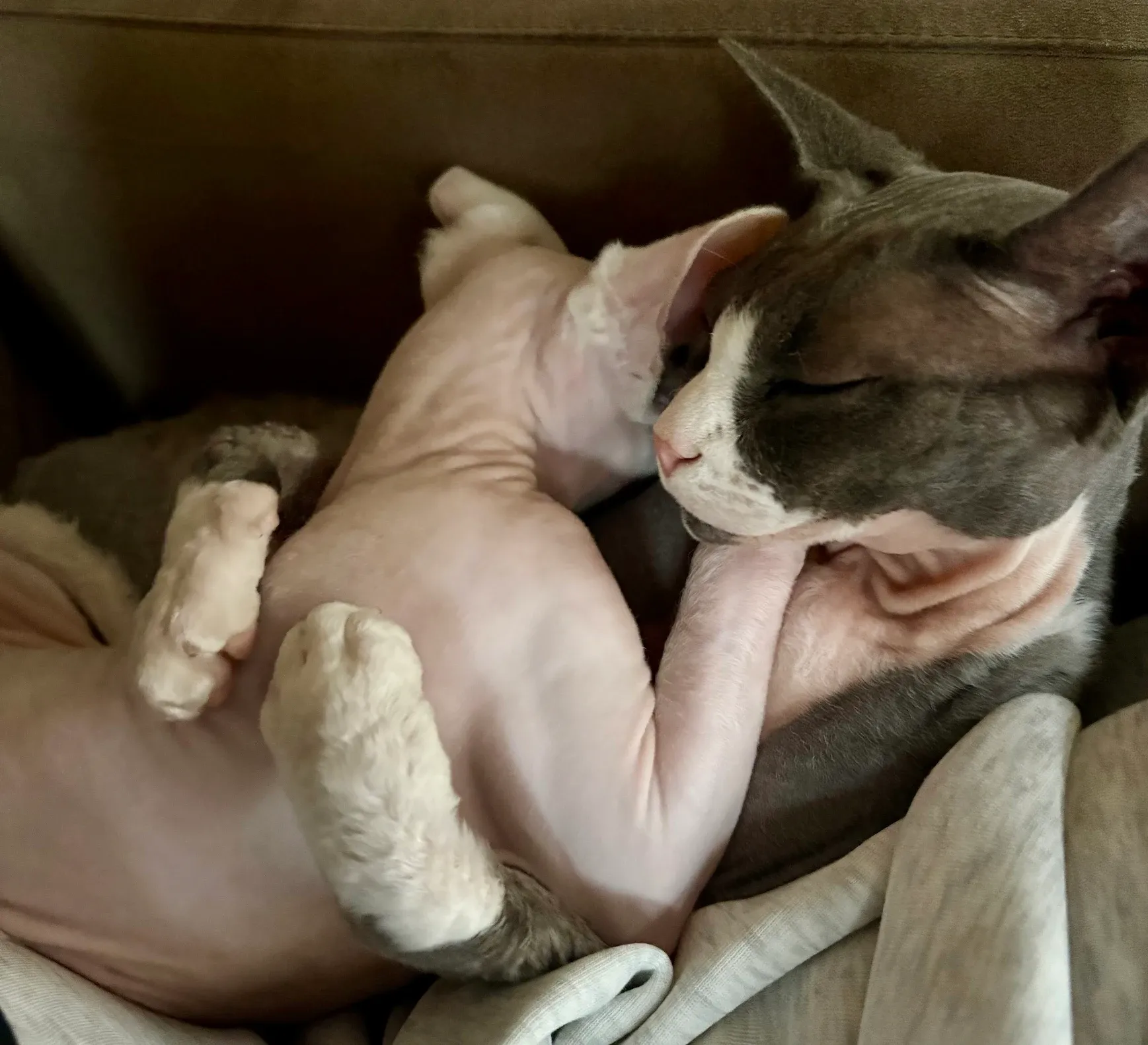 Sphynx kittens hugging