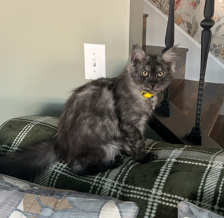 Maine Coon  kitten sitting on back of couch