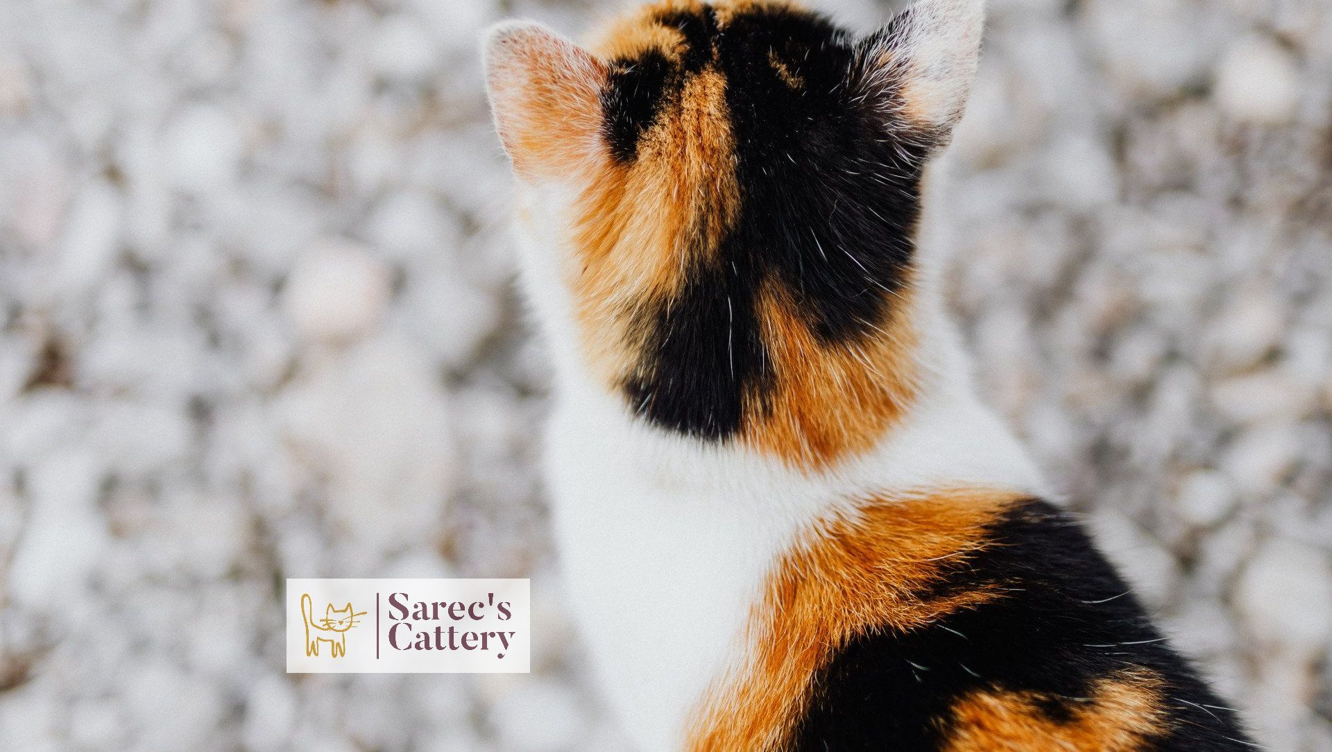 calico kitten from the backside