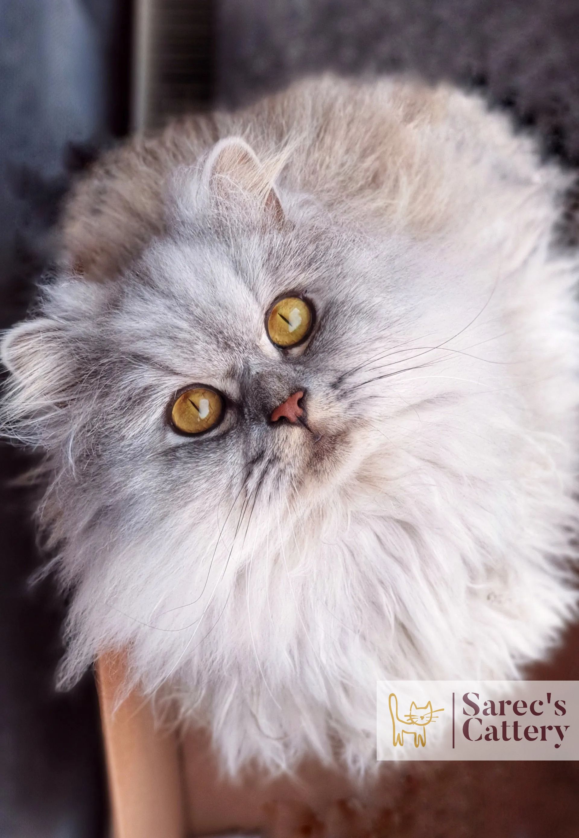 silver shaded male Persian cat with gold eyes