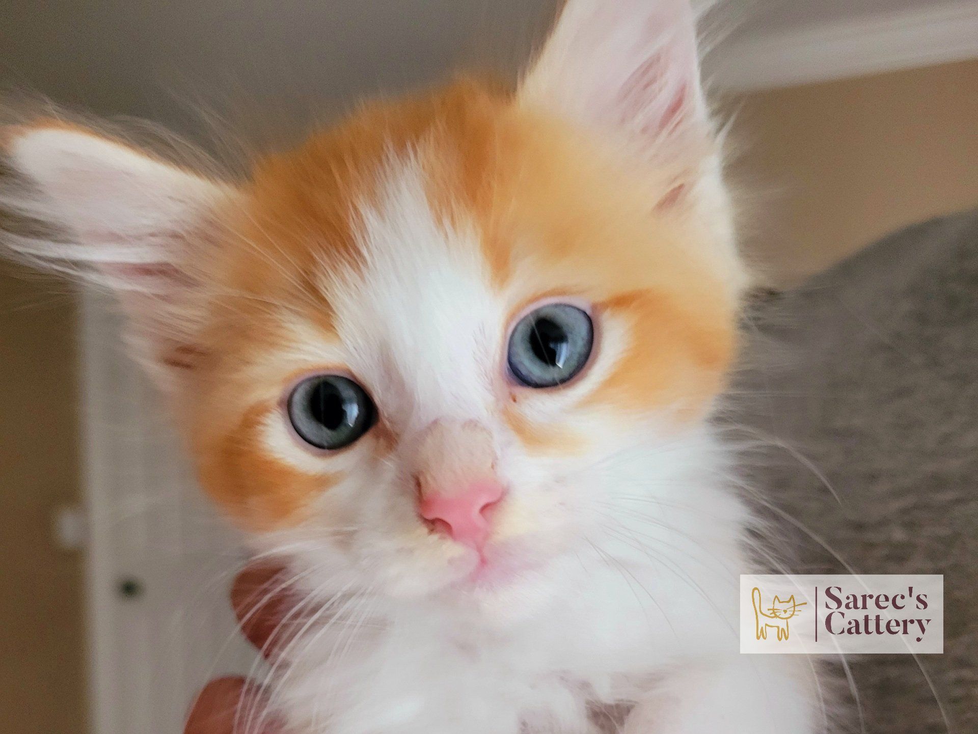 orange and white kitten with blue eyes