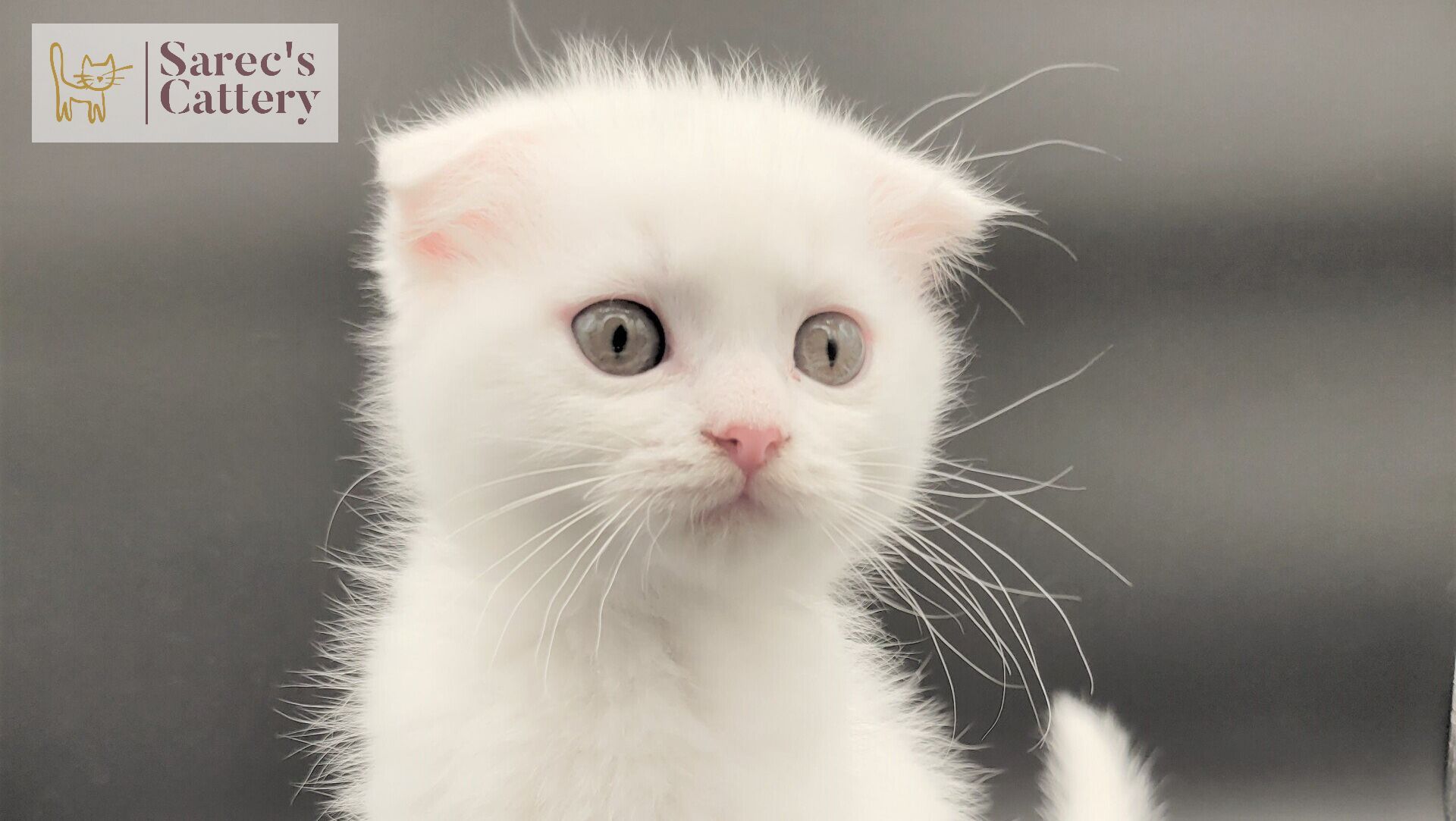 white baby scottish fold kitten