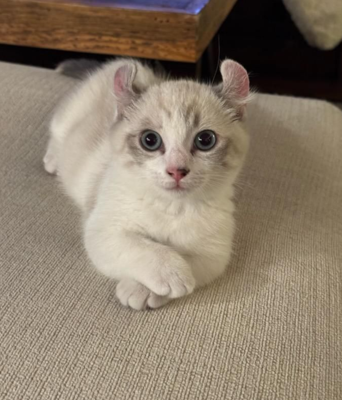 Kinkalow kitten on foot stool