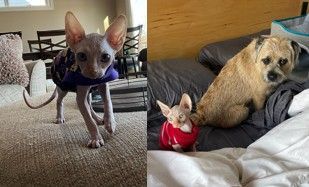 Sphynx kitten on the prowl and sitting near a dog