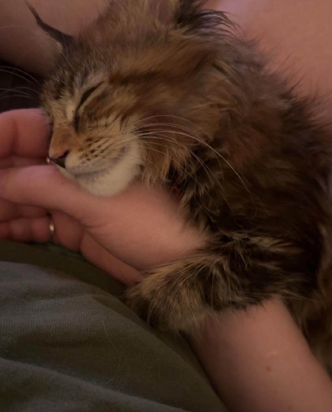 Maine Coon  kitten snuggling adult hand