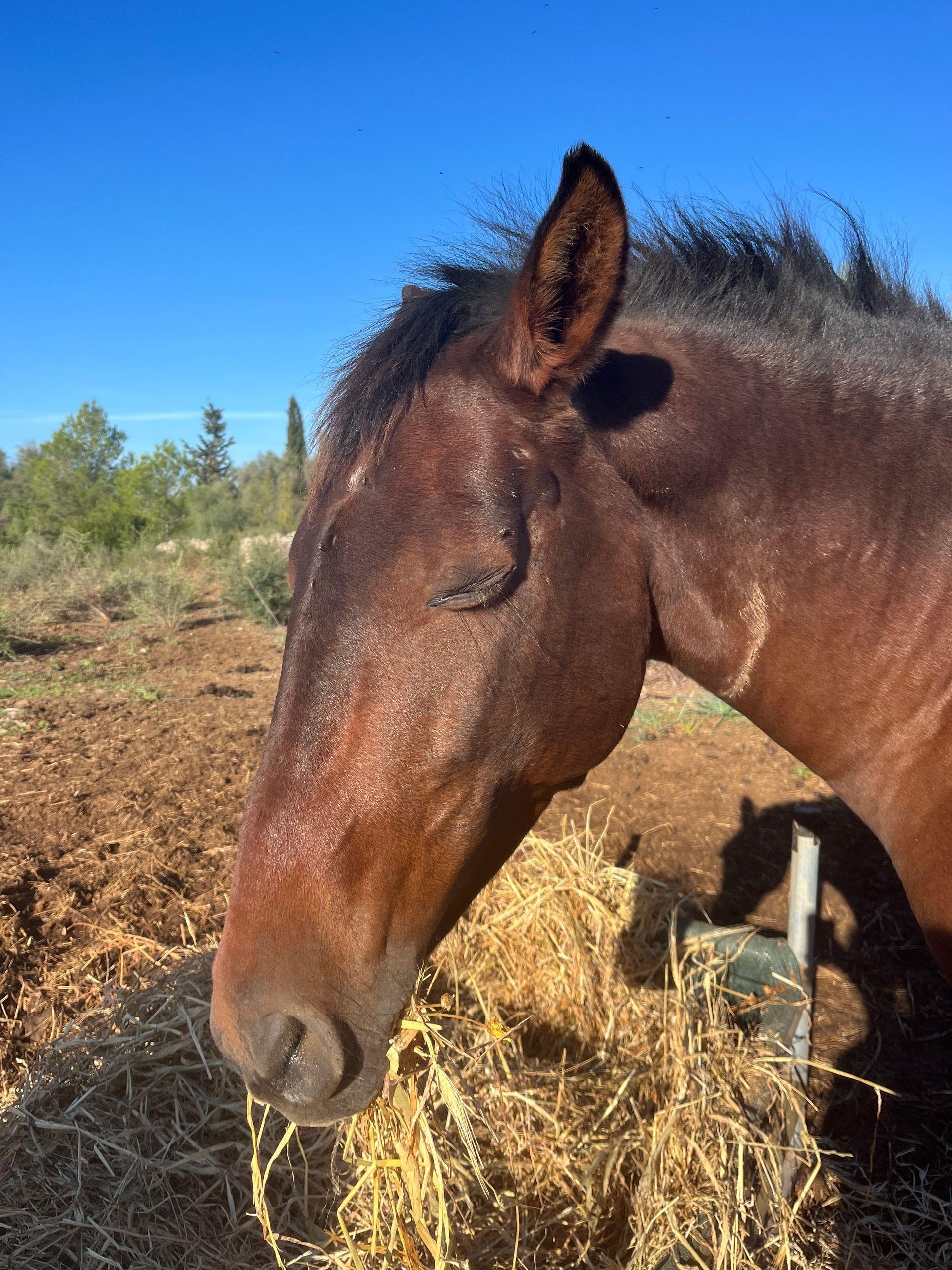 Paardencoaching foto