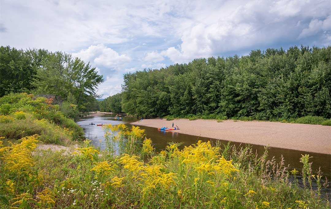 River surrounded by trees and yellow flowers on a sunny day