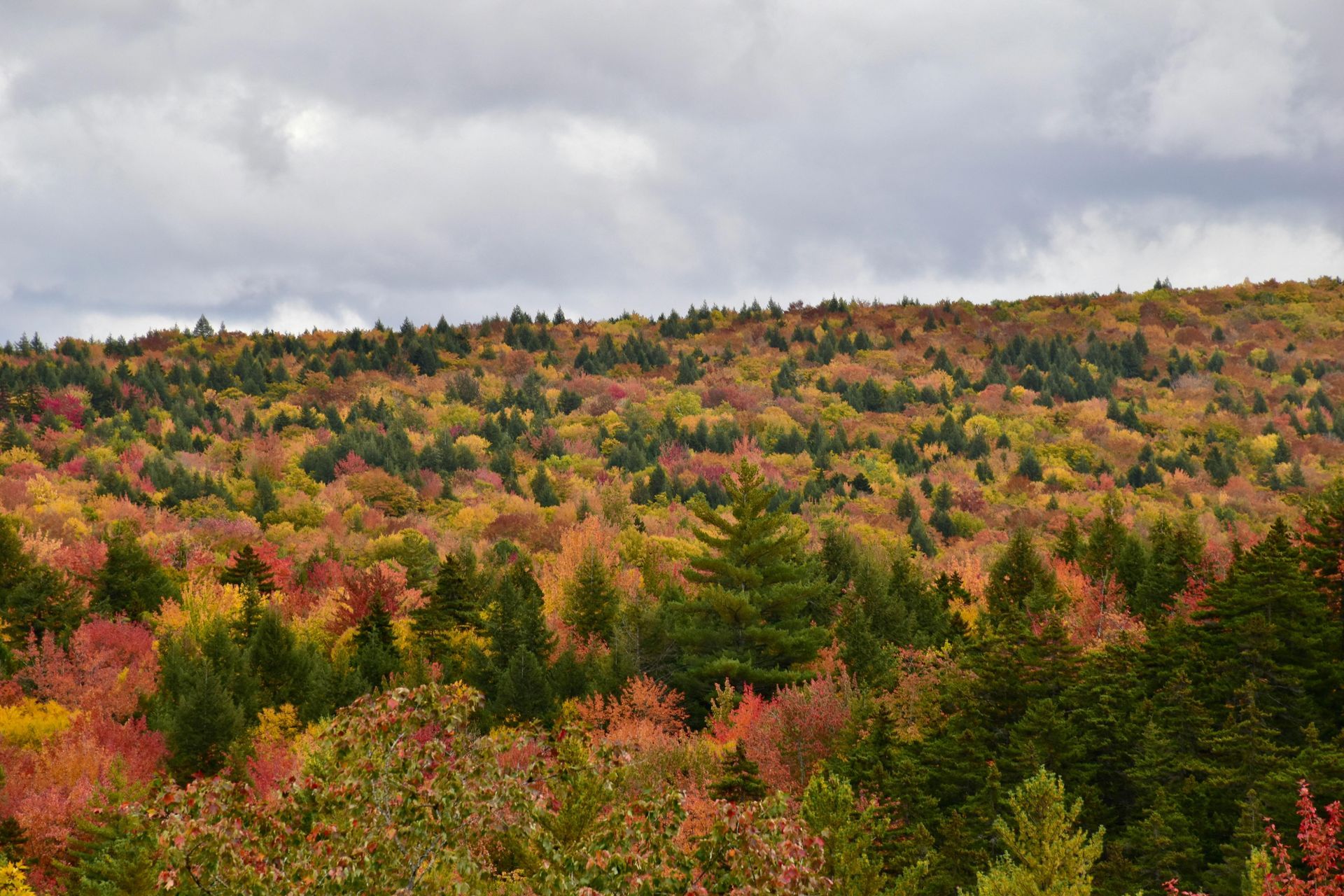 thousands of coloring fall trees in the forest