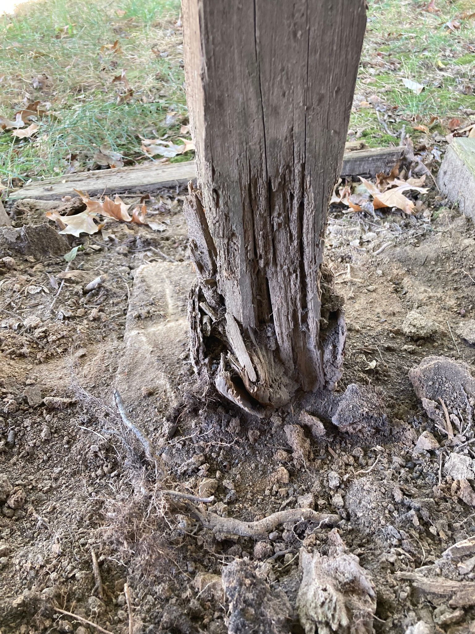 The roots of a tree are visible in the dirt.