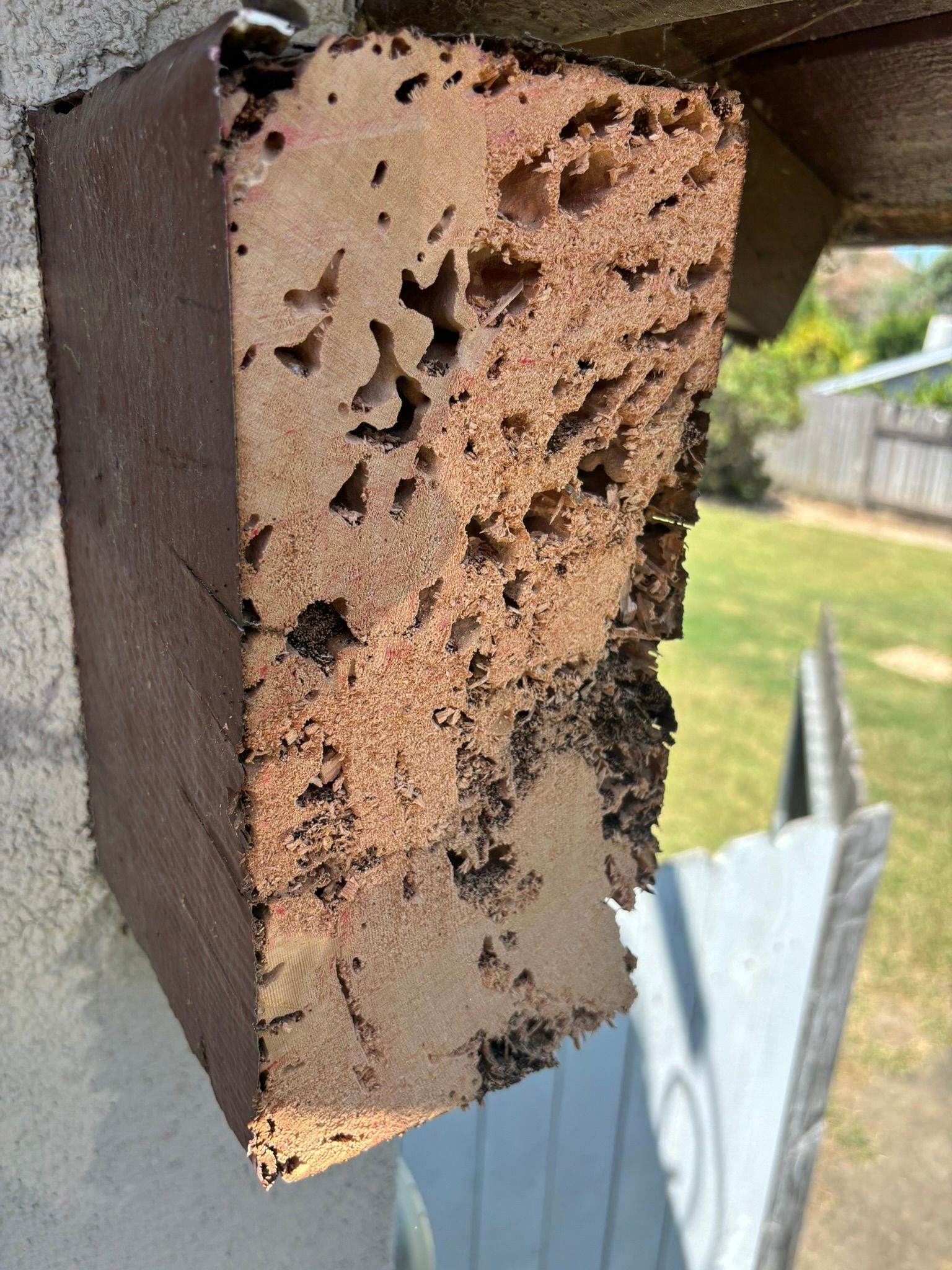 Termite-infested wooden beam attached to a building, showing extensive internal damage with holes.