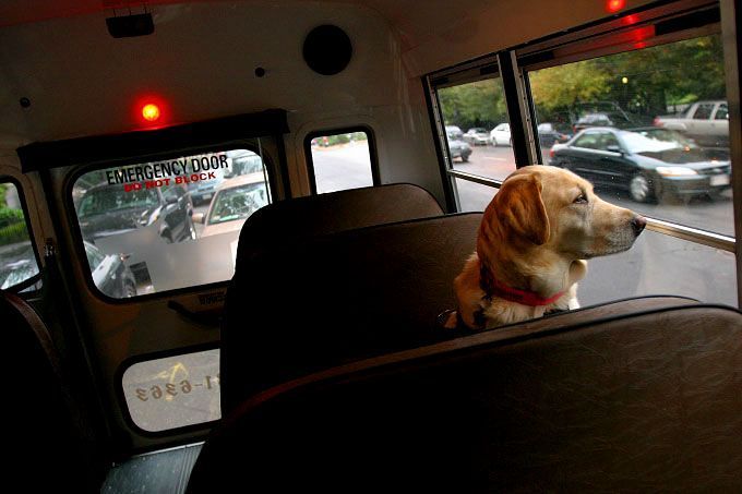Dog on a school bus