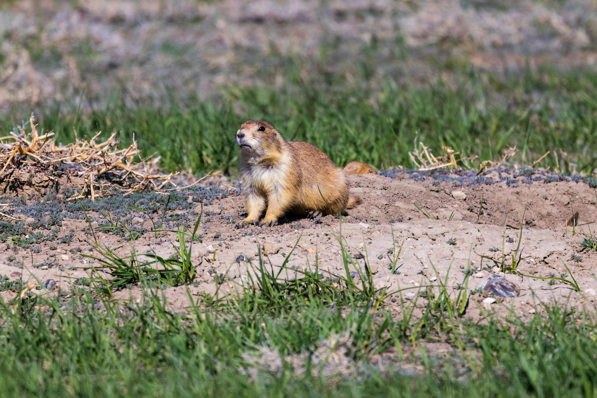 A prairie dog is sitting on the ground in a field.