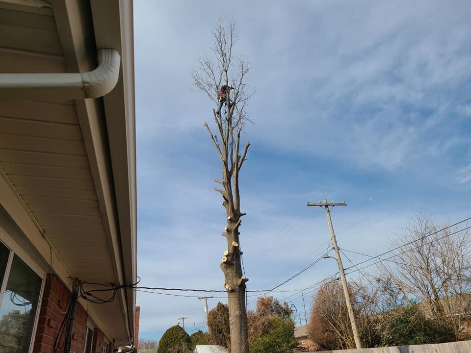 Tree trimmer atop a tall tree next to a building, working under a partly cloudy sky.