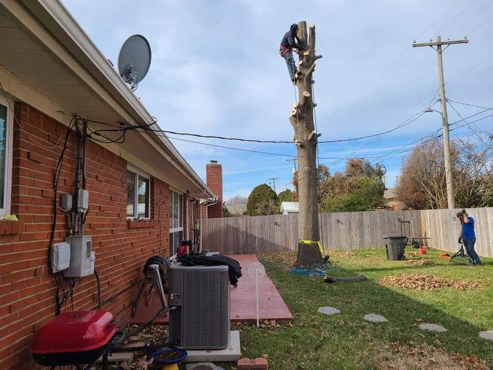 A worker atop a tall tree trunk, cutting it down. Another person rakes leaves in the backyard.