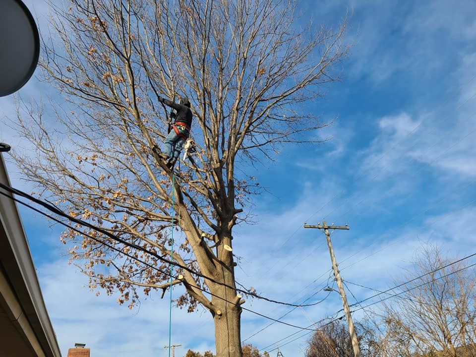 Arborist in a tall, bare tree, sawing off branches against a bright blue sky.