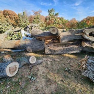 Felled tree logs on the ground, cut into sections. Background trees and blue sky.