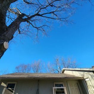 Tree branches and a house against a clear, blue sky.