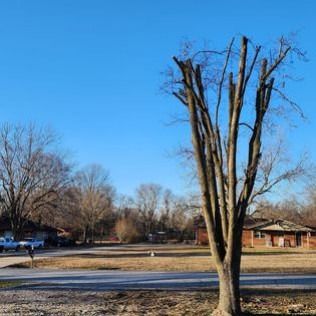 Bare tree with cut branches against a bright blue sky, suburban houses in the background.
