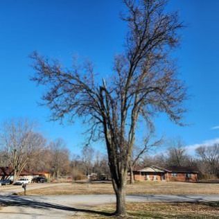 Bare tree in front of several houses on a sunny day with a bright blue sky.
