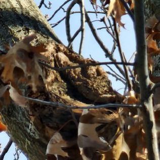 Tree trunk with rough, textured bark. Brown leaves and branches with a blue sky visible.