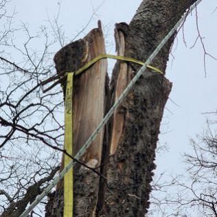 Split tree trunk held together with a yellow strap and a cable.