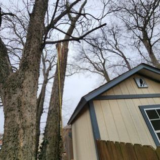 Tall bare trees and a light-colored shed with a blue-trimmed roof. Overcast day.
