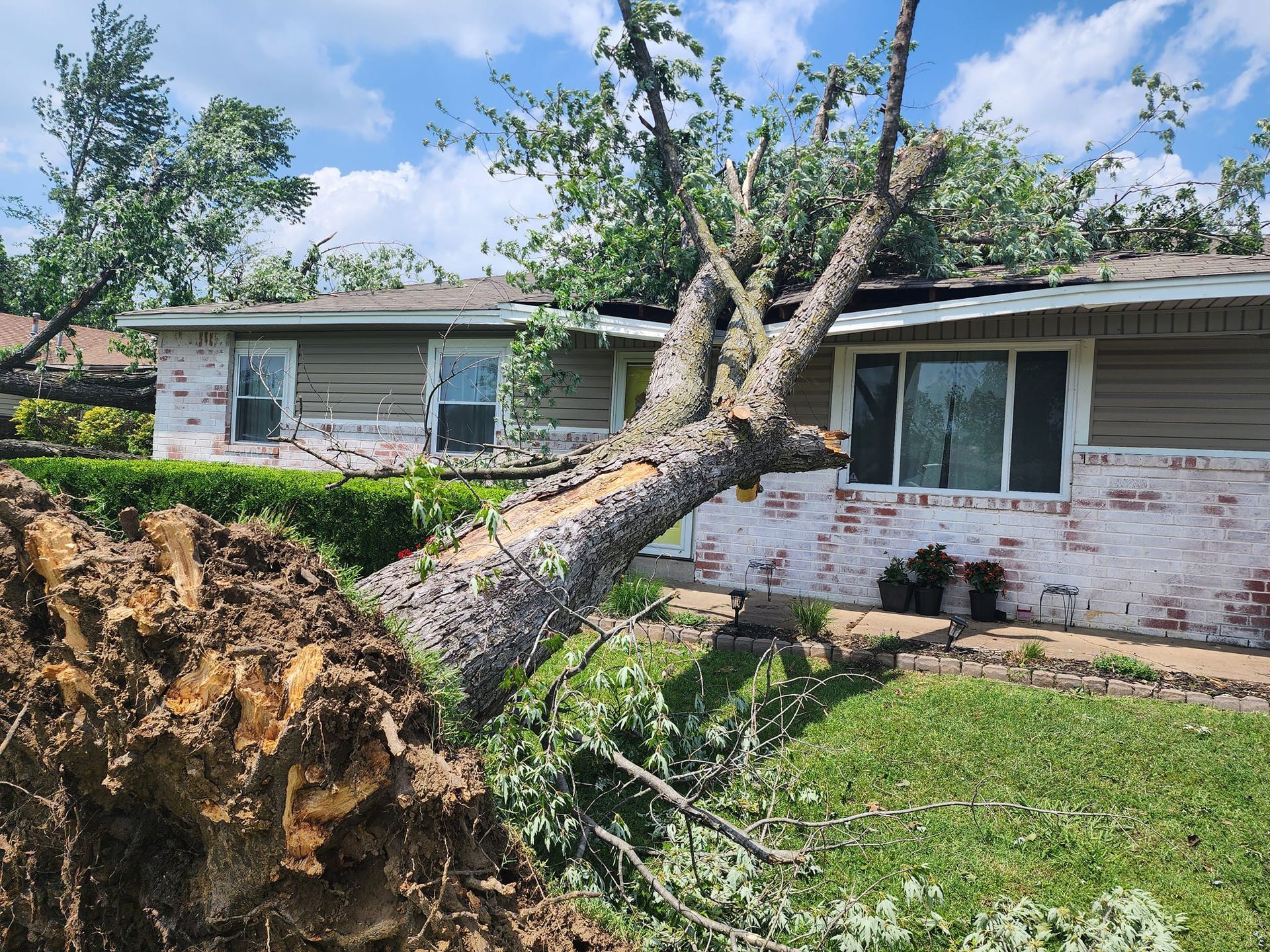 Fallen tree on a house roof. White and red brick exterior, green grass, and blue sky.