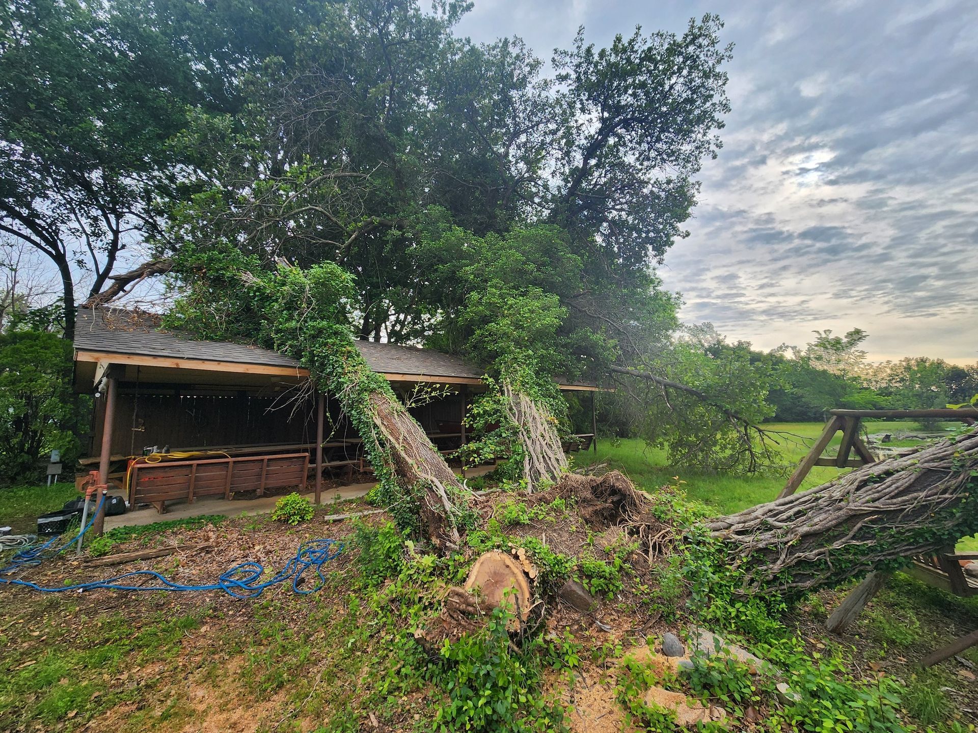 Fallen tree on a building roof; green foliage, brown wood. Overcast sky.