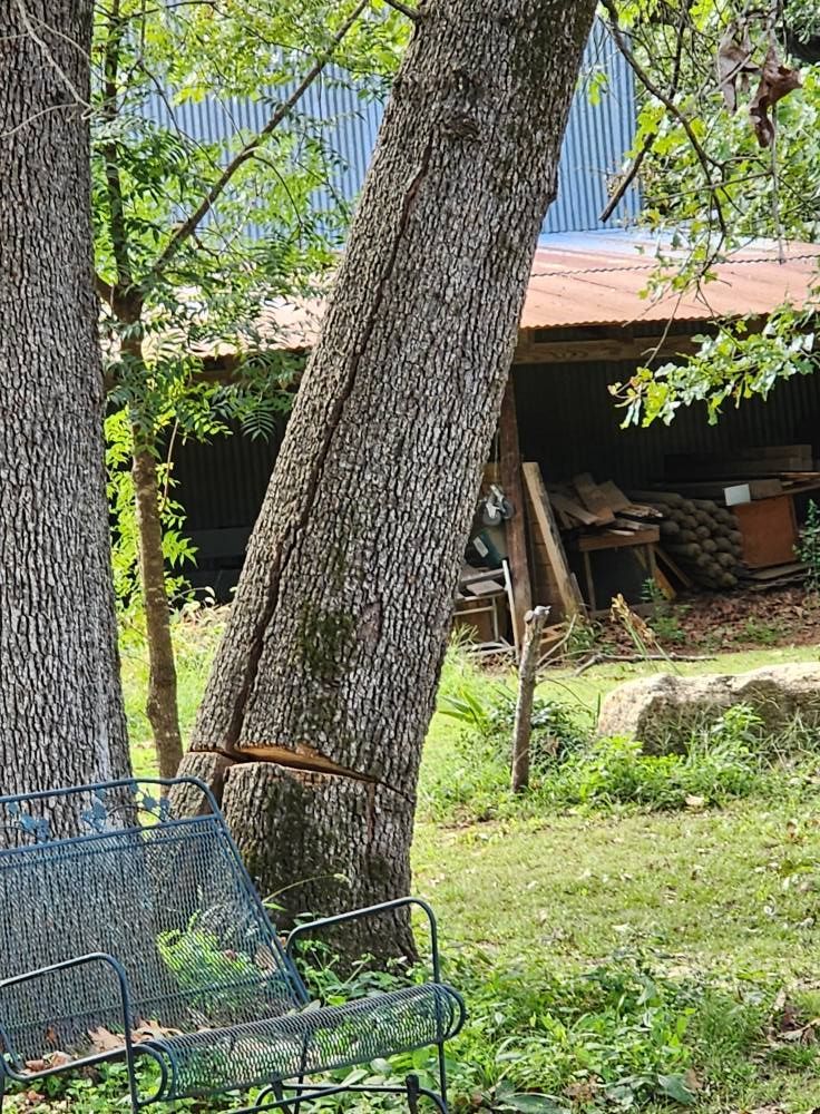 A tree trunk with a deep split, cut near the base, outdoors with a shed in the background.