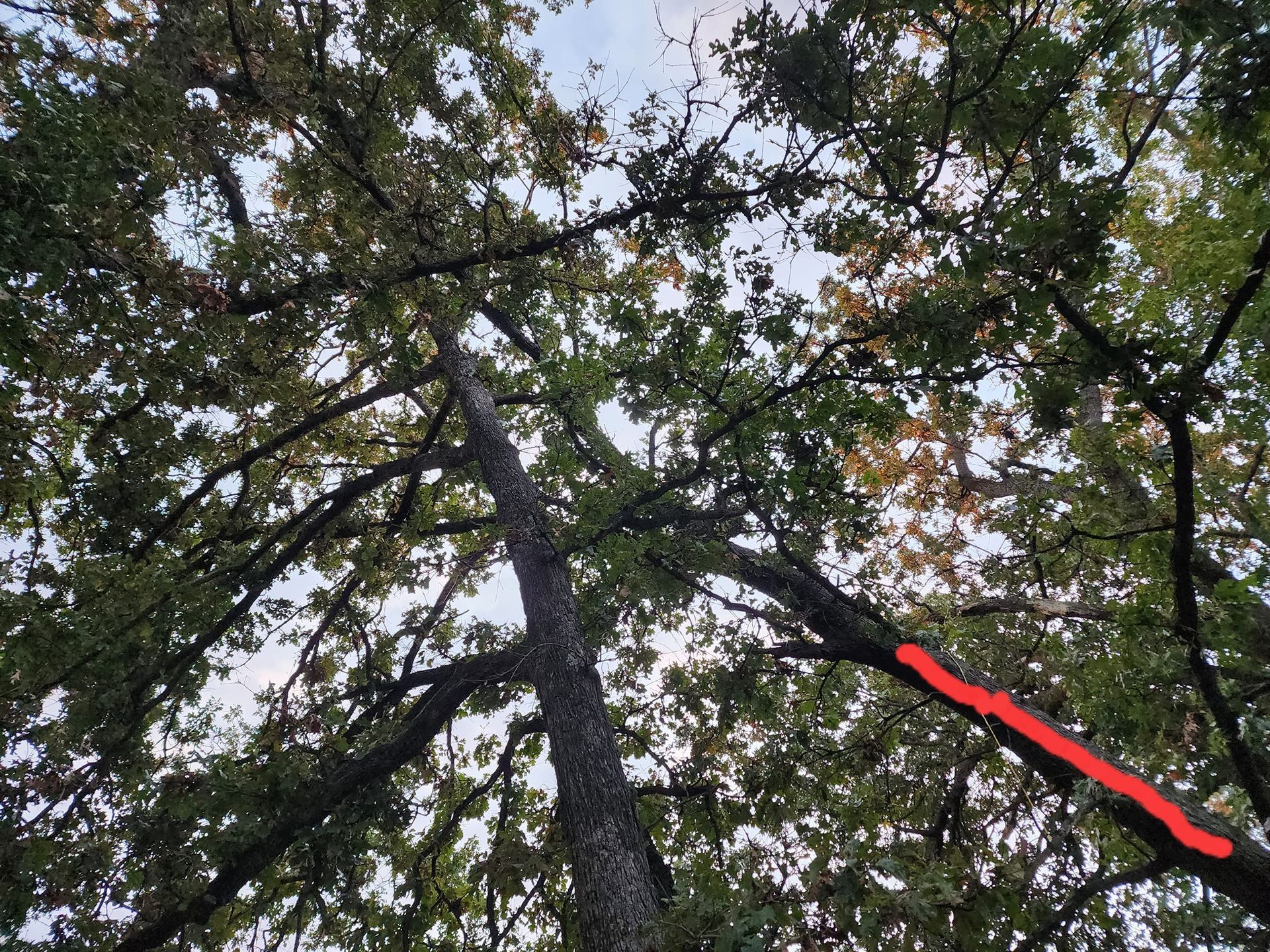 View from below of a tree with green leaves and a highlighted red branch against a cloudy sky.