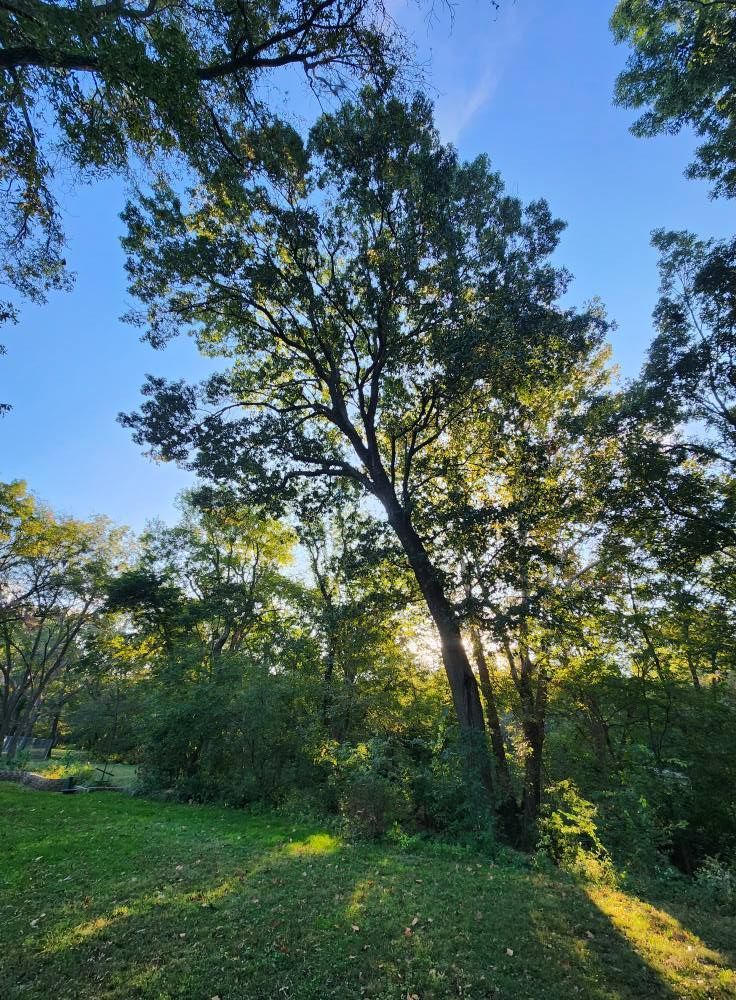 Sunlight streams through trees in a grassy area with blue sky above.