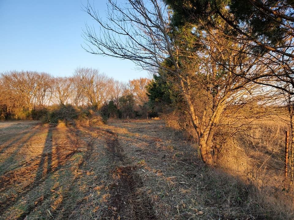 Sunlit field with a tree line. Shadows stretch across the ground, and branches reach towards the sky.