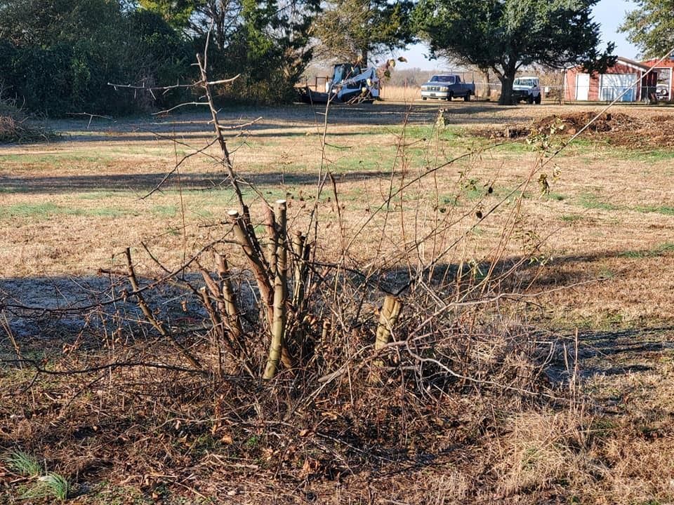 Thorny, pruned bush in a brown field, with a few buildings and vehicles visible in the background.