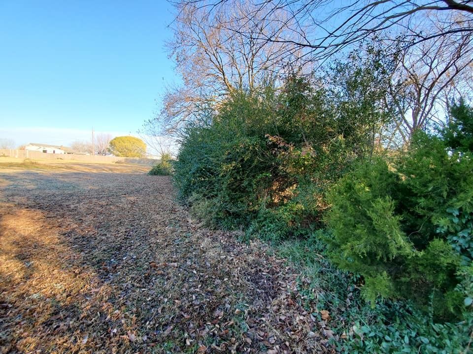 Field of brown leaves with hedge of green bushes under a blue sky.