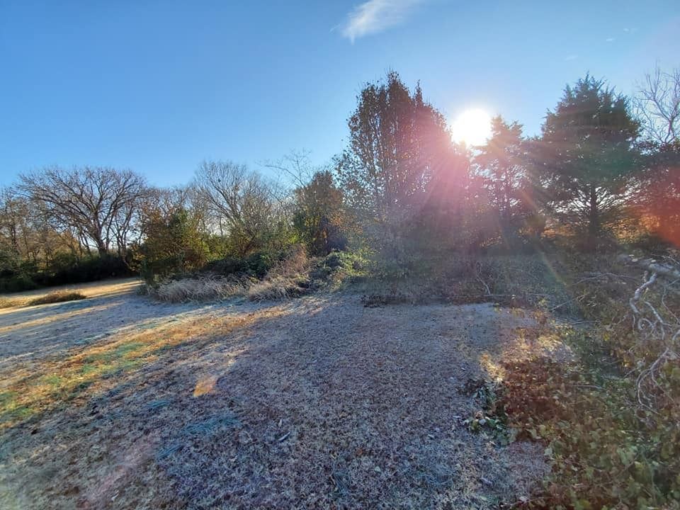 Sun shines through trees on a frosty day; shadow across the ground, and bare branches.