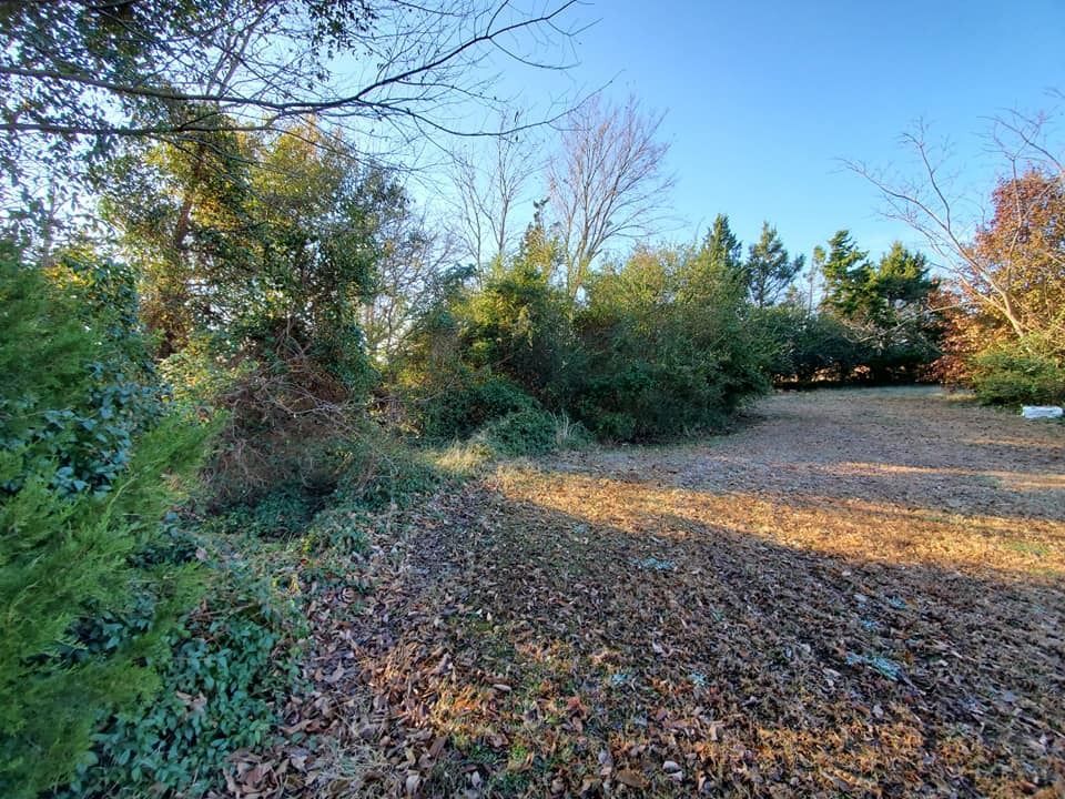 A grassy yard with a pile of leaves and bushes, trees under a clear blue sky.