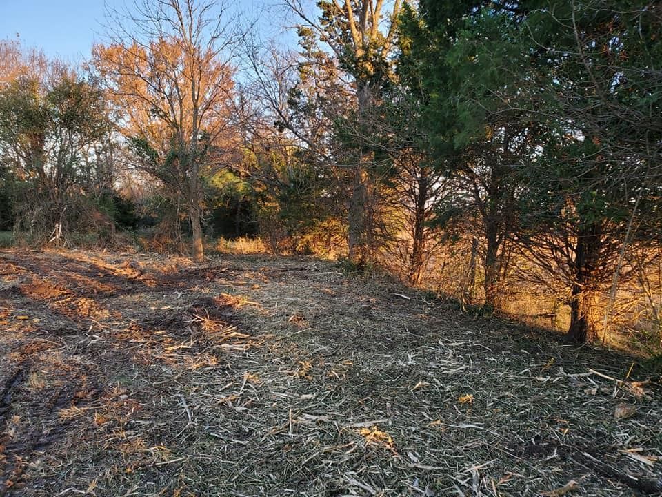 A dry, brush-covered field with trees at the edge, bathed in warm sunlight.