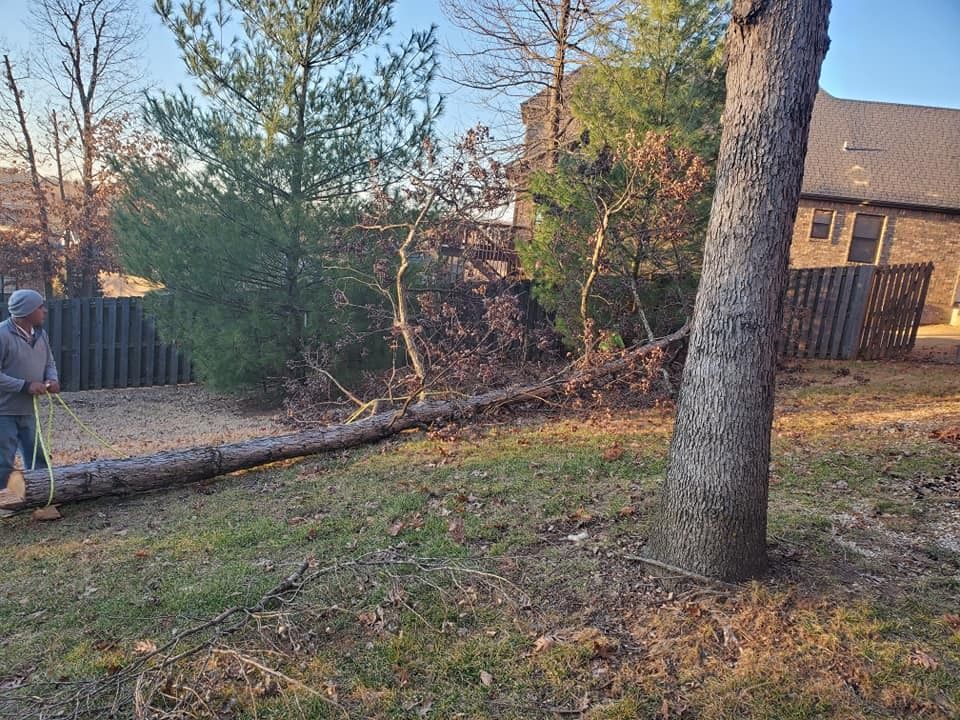 Man pulling a fallen tree in a backyard with a fence, brown grass, and trees.