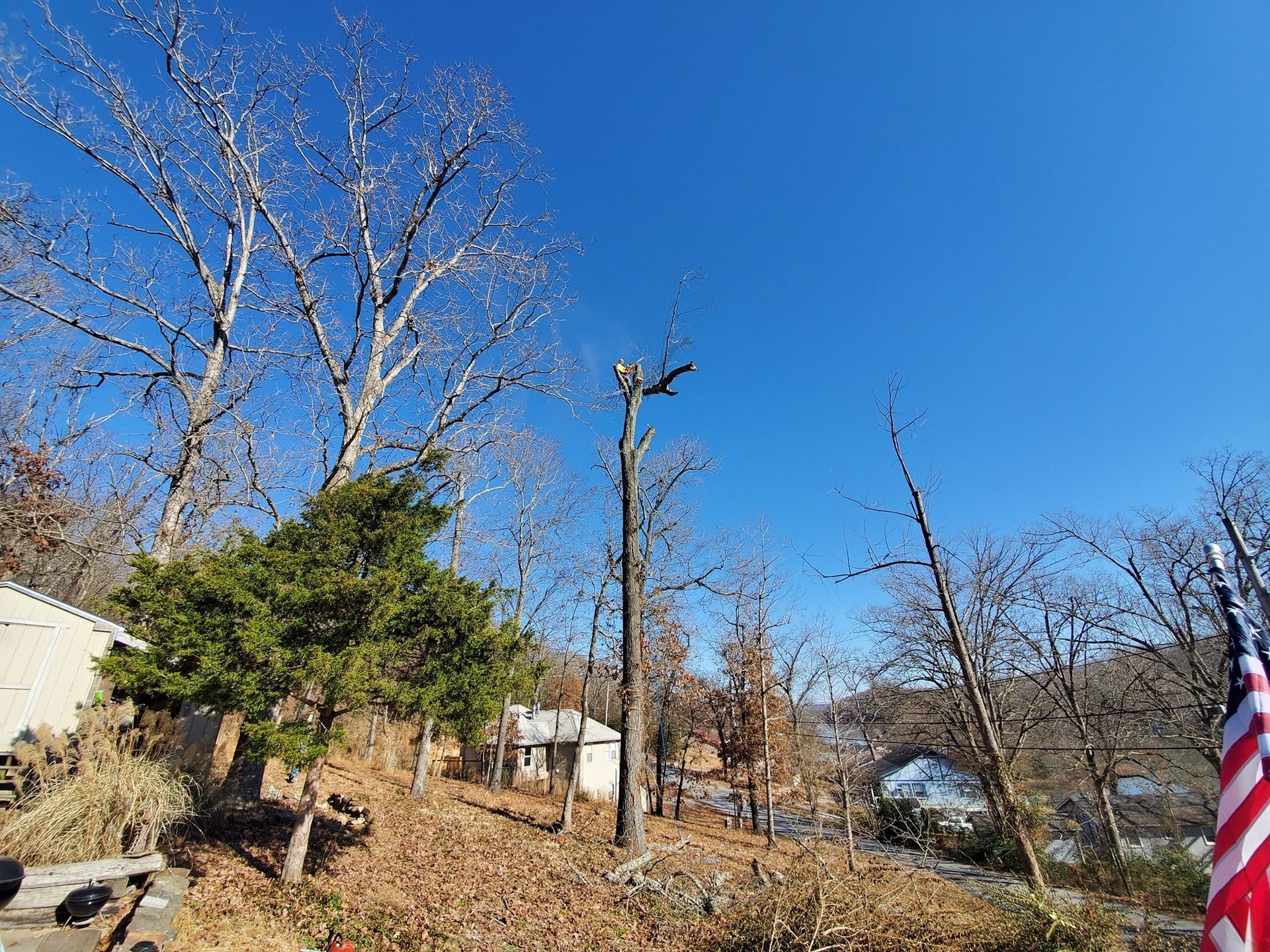Trees against a bright blue sky, with a house visible in the distance.