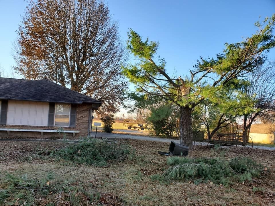 A house with a trimmed pine tree in front. Branches and debris are on the ground.