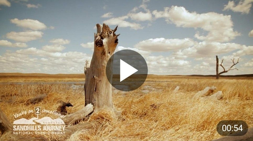 Dry landscape with weathered tree stumps under a cloudy sky.