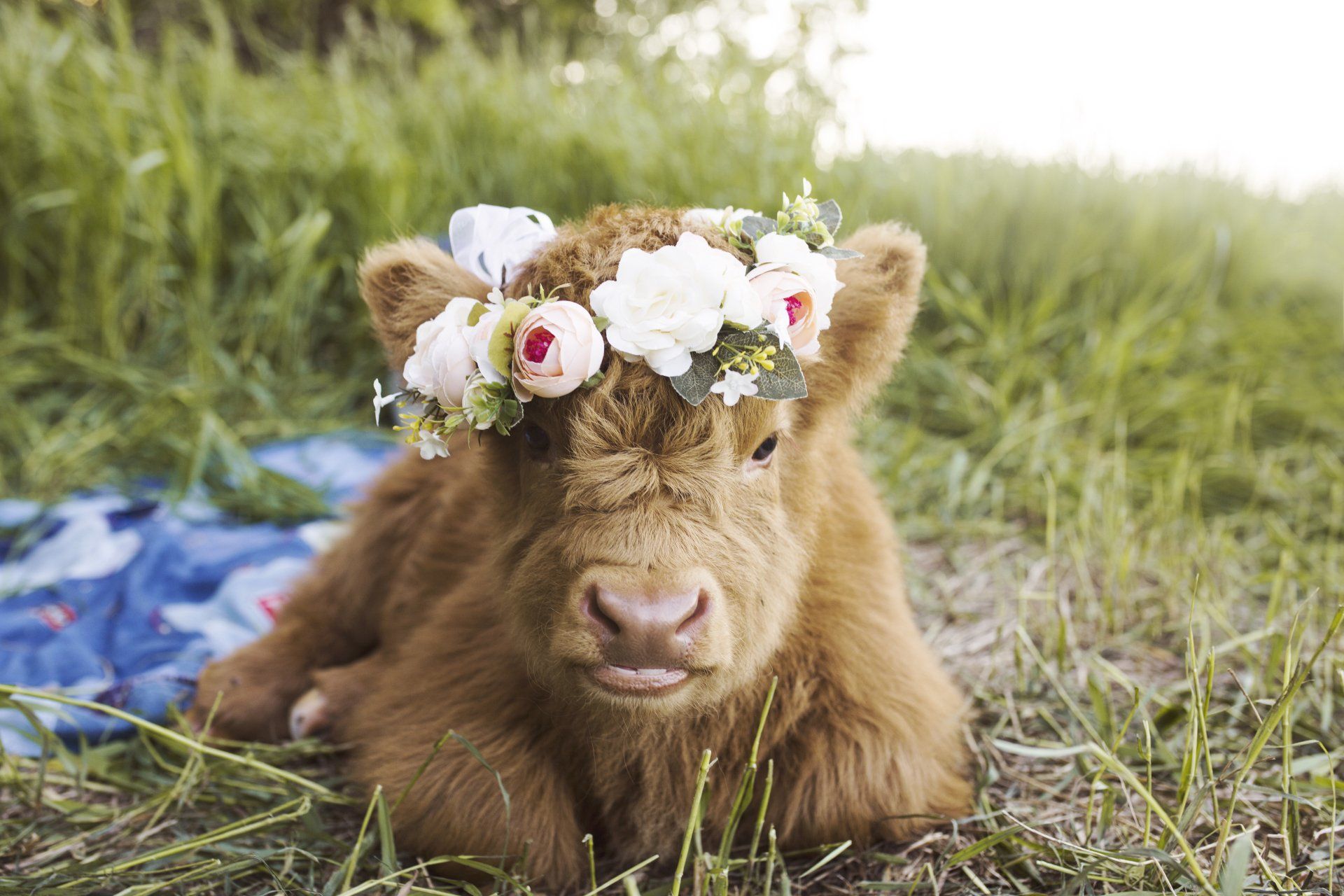Nebraska Cattle Ranch Website Design