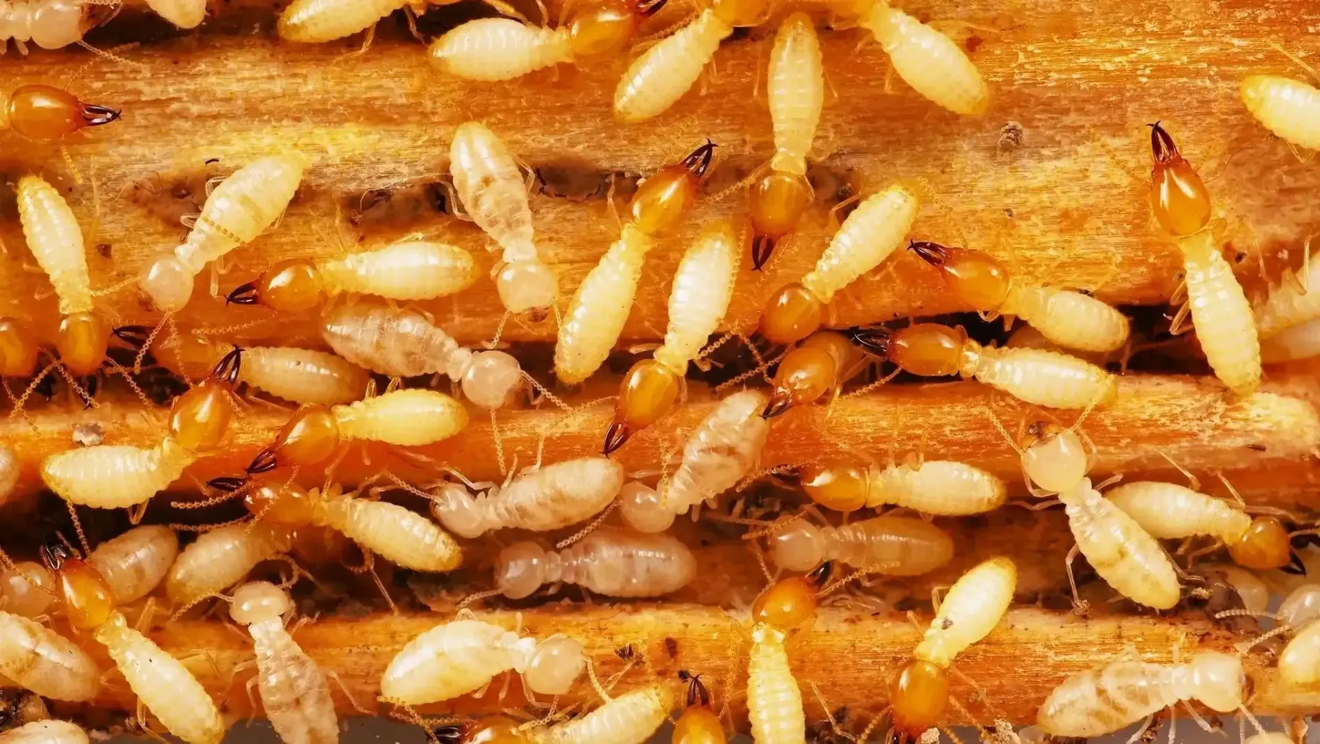 Close-up image of multiple yellow pests clustered together — Able Building And Pest Inspections In Coffs Harbour, NSW