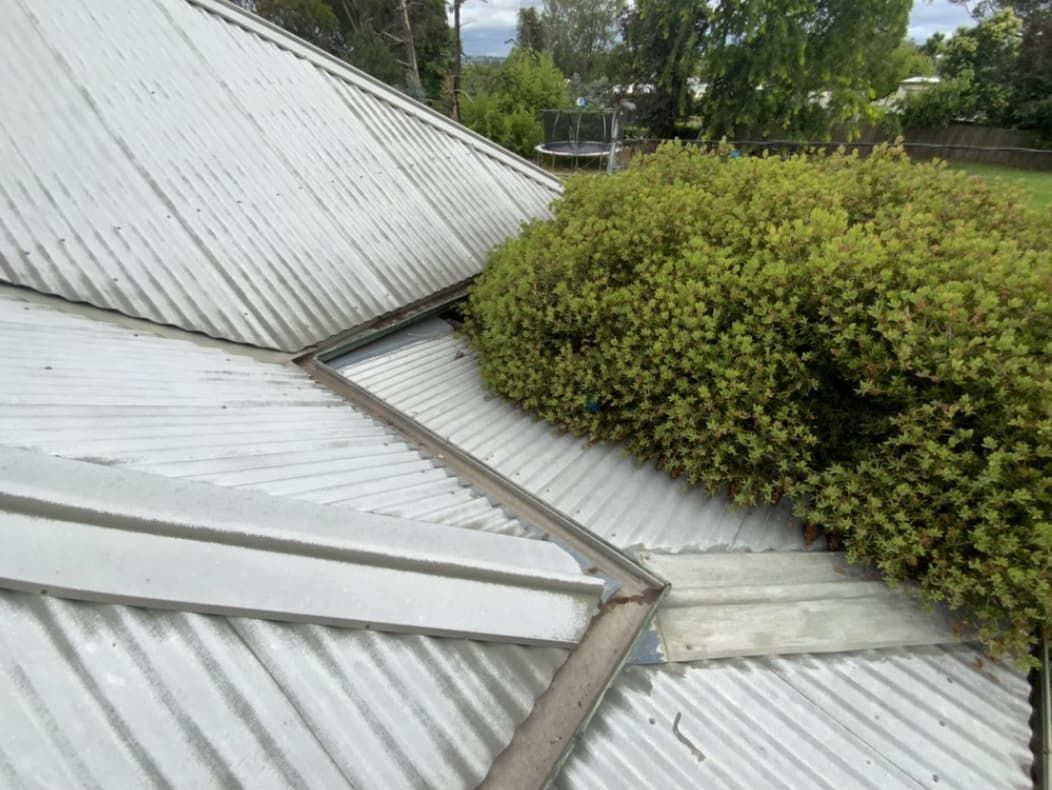 A White Roof With A Bush On Top Of It — Able Building And Pest Inspections In Sawtell, NSW