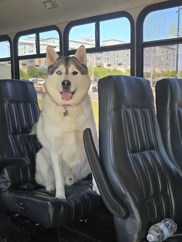 Two German Shepherd dogs resting on grass, with one dog sitting next to a light green ball.
