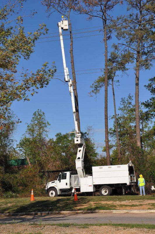 Tree Service Fort Lauderdale | Tree Trimming | Tree Removal
