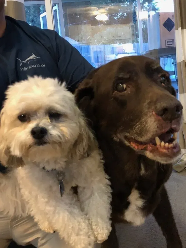A person holding a small white dog and a brown dog, all looking at the camera.