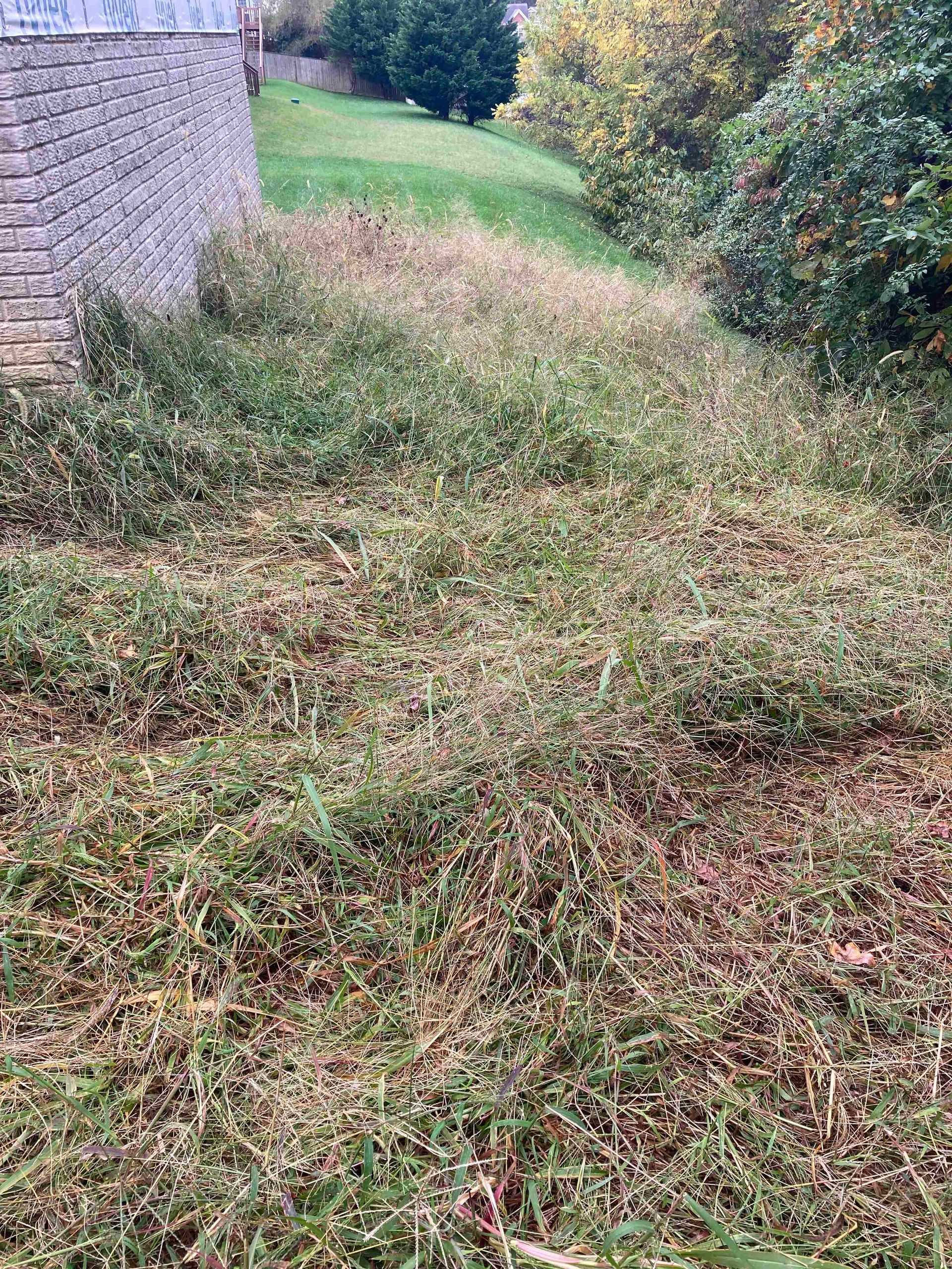 Overgrown grassy path beside a stone wall and shrubs in a yard